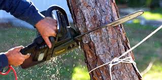 Lawn Watering Services in Sugar Land, TX
