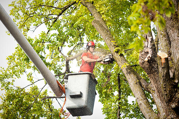 Best Seasonal Cleanup (Spring/Fall)  in Sugar Land, TX