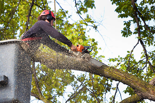 Best Tree Disease Treatment  in Sugar Land, TX