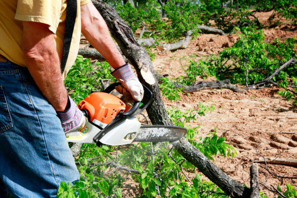 Professional Tree Services in Sugar Land, TX